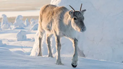 Påsklovsbio: Aïlos resa