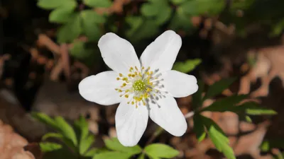 Skogens musik - Musikvandring i Svanberga (soppa ingår)