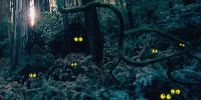 Skogen har öron (7-12 år) Vardag