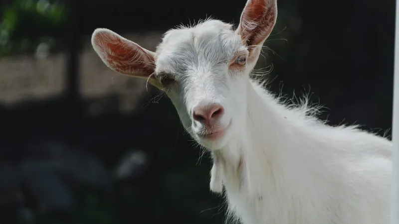 Kulningskurs på Skogstorpet