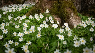 Skogens musik - Musikvandring i Svanberga (soppa ingår)