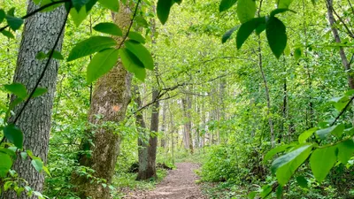 Bland slott, torp och runstenar