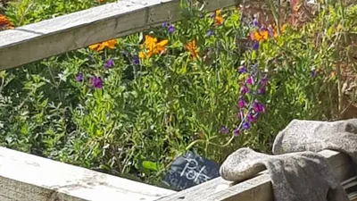 Workshop: Odling i pallkrage - 9 maj