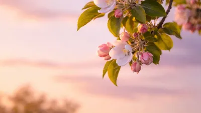 Ljusa kvällar om våren